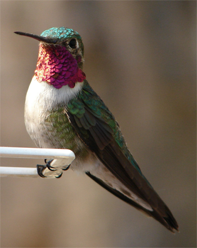 hummingbird